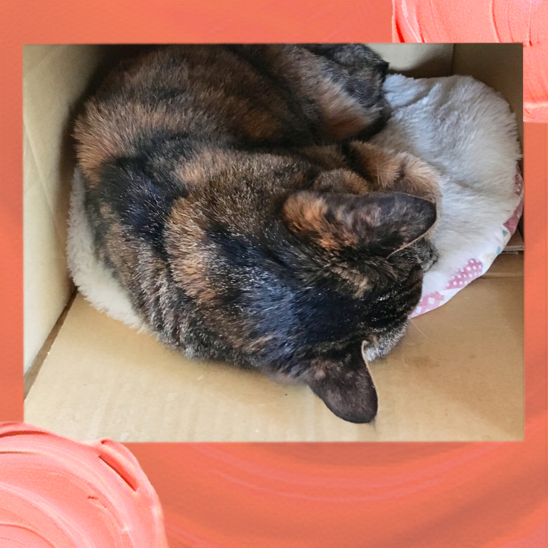 f:id:kissax:20190516172709j:plain