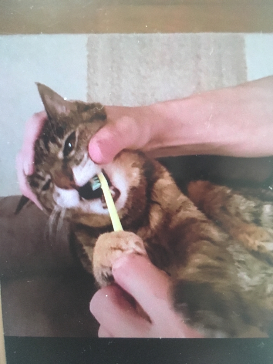 f:id:kissax:20190521100720j:plain