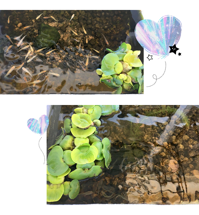 f:id:kissax:20190524173335j:plain f:id:kissax:20190524173335j:plain