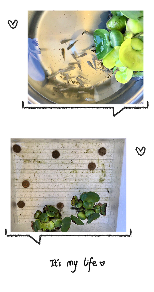 f:id:kissax:20190524173448j:plain f:id:kissax:20190524173448j:plain