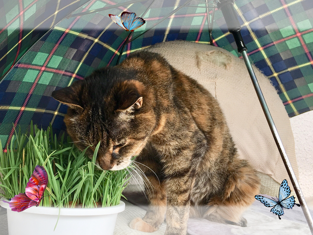 f:id:kissax:20190526160712j:plain f:id:kissax:20190526160712j:plain