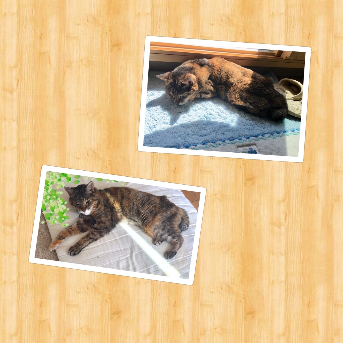 f:id:kissax:20190528172014j:plain f:id:kissax:20190528172014j:plain