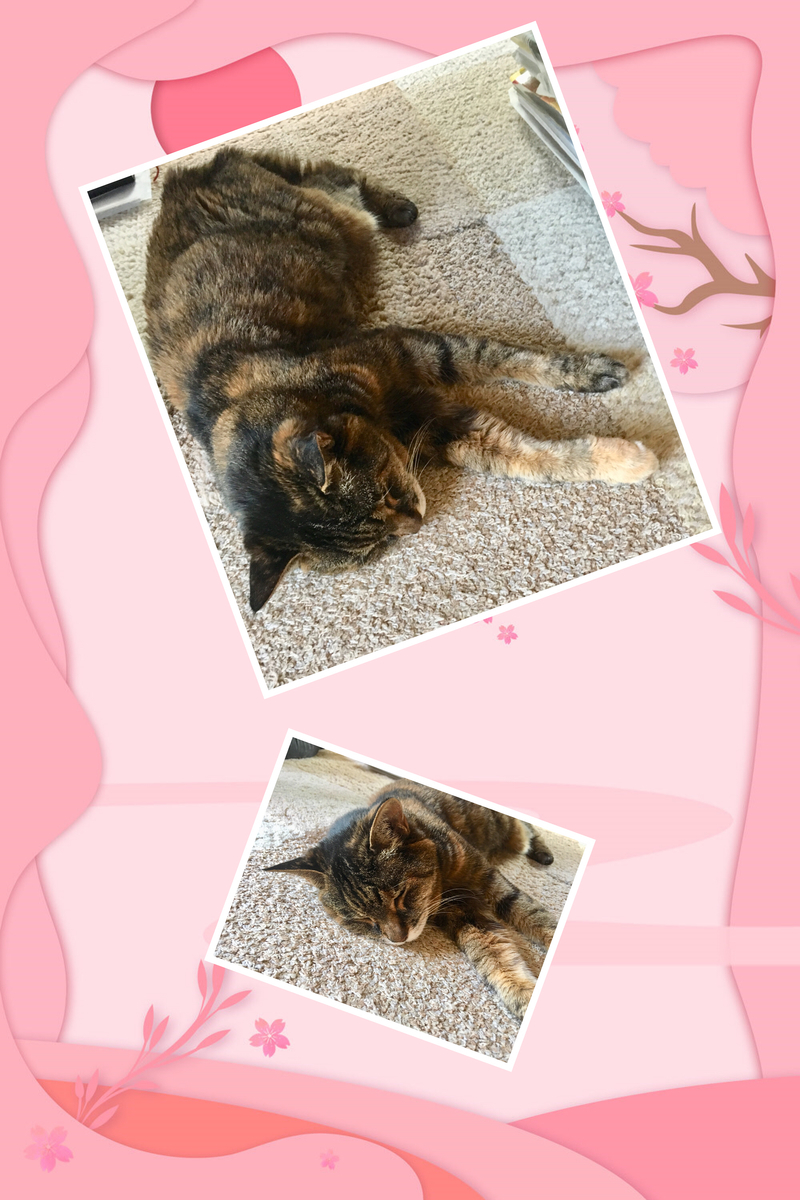 f:id:kissax:20190530151303j:plain f:id:kissax:20190530151303j:plain