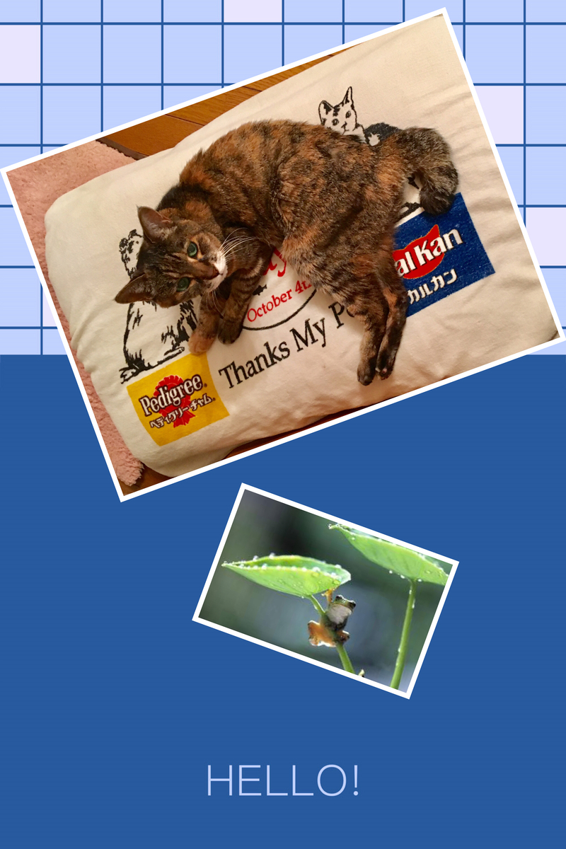 f:id:kissax:20190616164936j:plain f:id:kissax:20190616164936j:plain