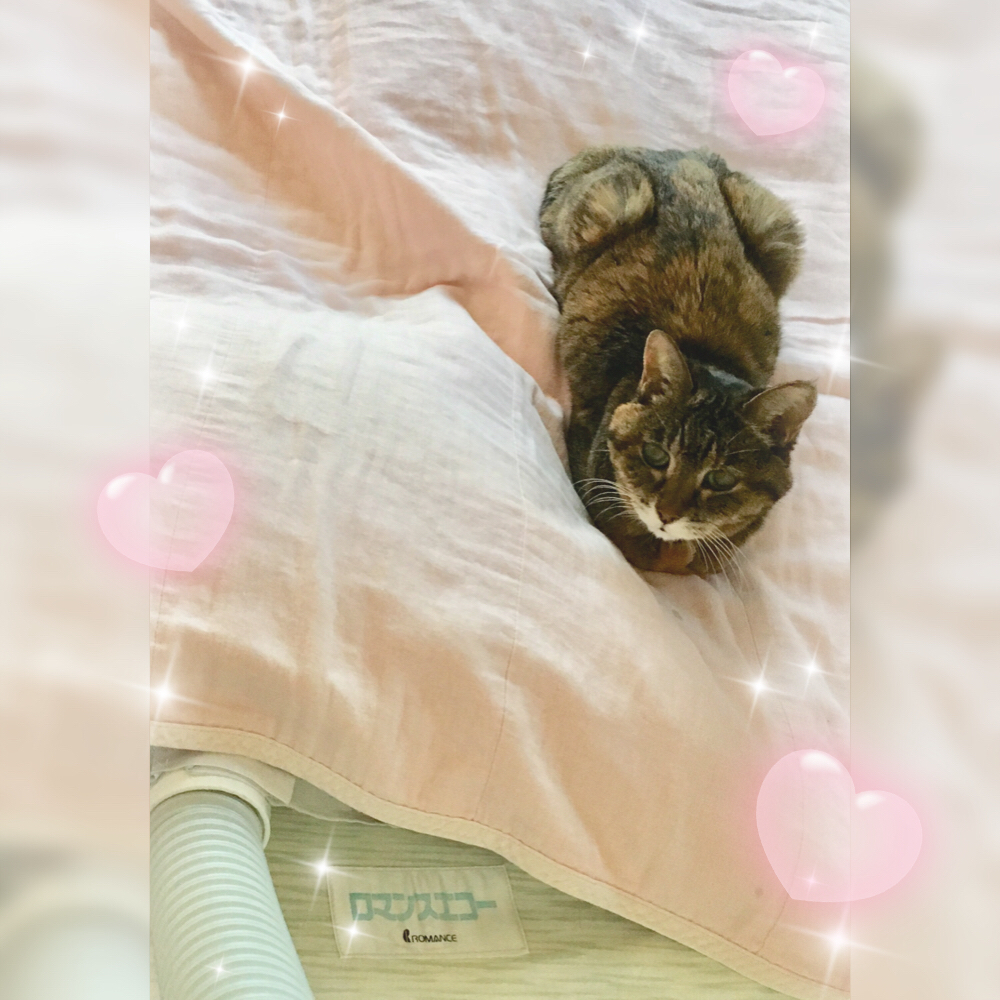 f:id:kissax:20190630174144j:plain f:id:kissax:20190630174144j:plain
