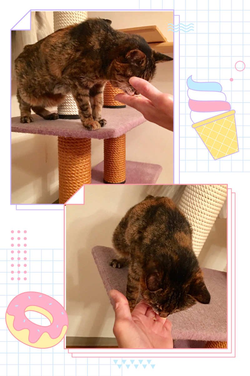 f:id:kissax:20190710154335j:plain f:id:kissax:20190710154335j:plain