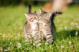 f:id:kissax:20190719180232j:plain