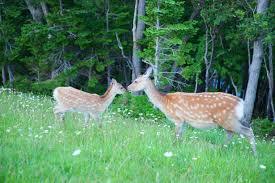 f:id:kissax:20190906175506j:plain f:id:kissax:20190906175506j:plain