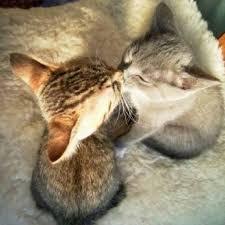 f:id:kissax:20190926152225j:plain