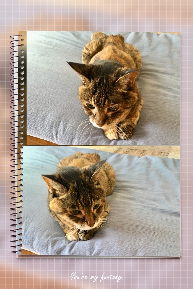 f:id:kissax:20191009154258j:plain f:id:kissax:20191009154258j:plain