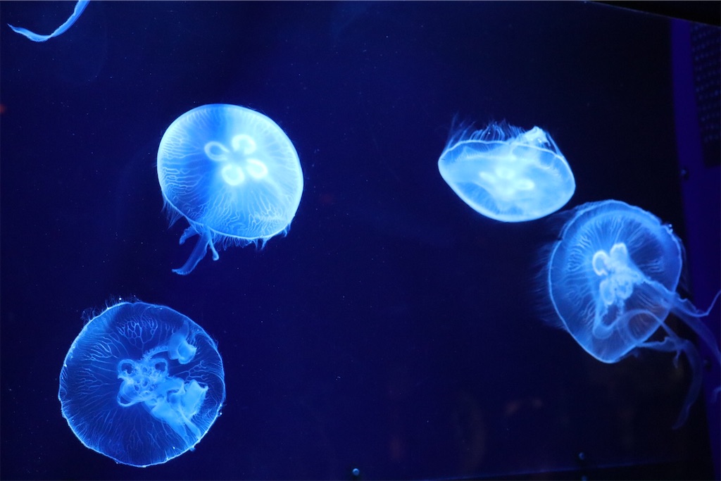 f:id:kisskillme:20200429160135j:image