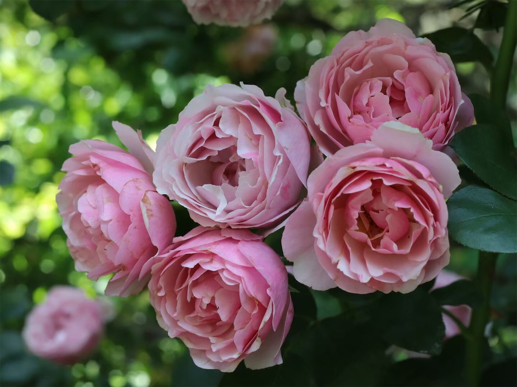 f:id:kisskillme:20200429232002j:image f:id:kisskillme:20200429232002j:image