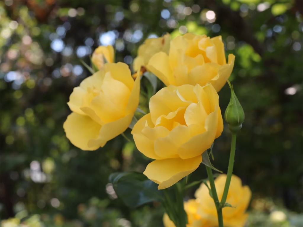 f:id:kisskillme:20200429232155j:image f:id:kisskillme:20200429232155j:image