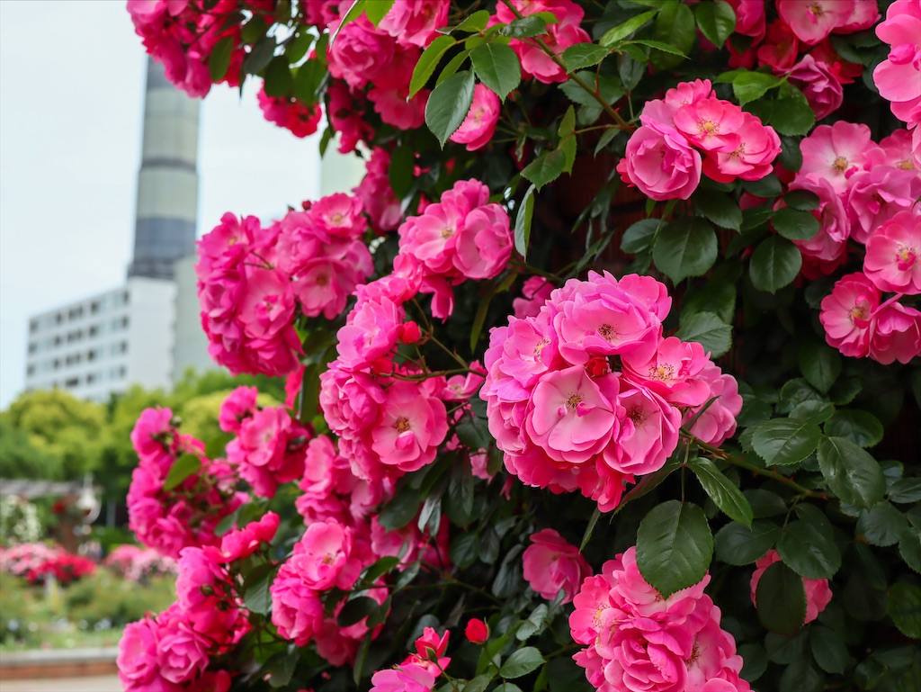 f:id:kisskillme:20210603135232j:image