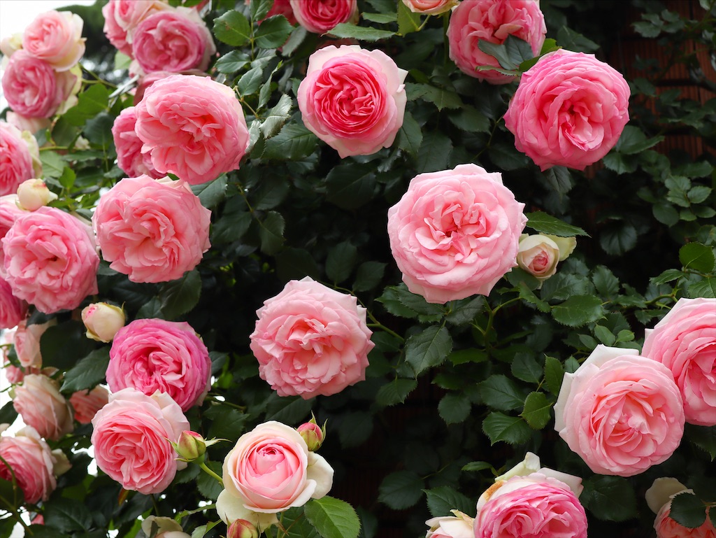 f:id:kisskillme:20210603135256j:image