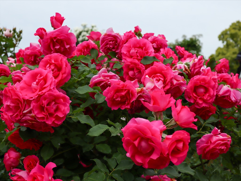 f:id:kisskillme:20210603140104j:image