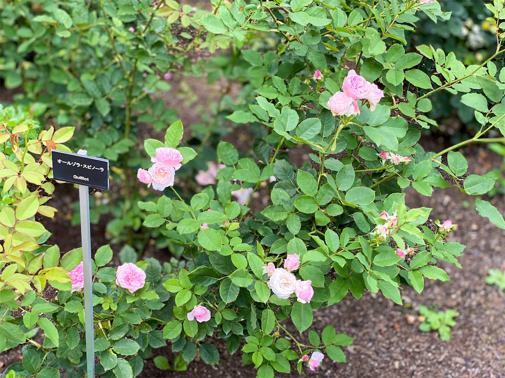 f:id:kisskillme:20211004135944j:image f:id:kisskillme:20211004135944j:image