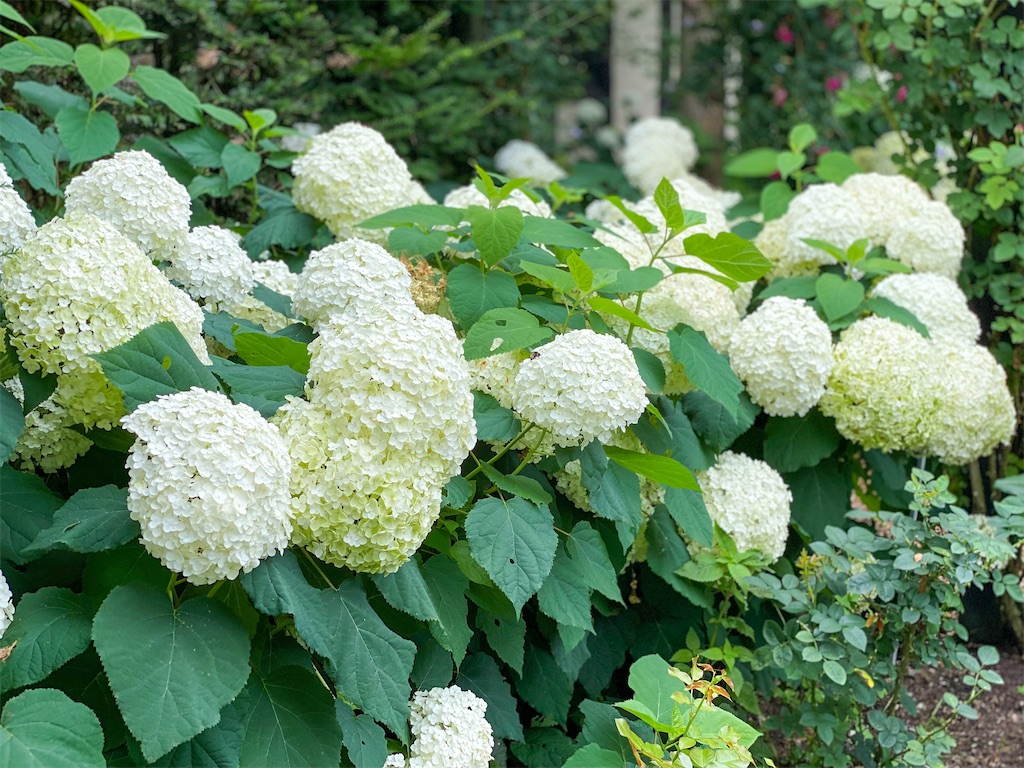 f:id:kisskillme:20211004140005j:image f:id:kisskillme:20211004140005j:image