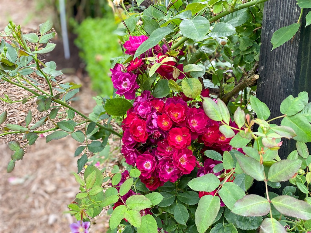 f:id:kisskillme:20211004140014j:image f:id:kisskillme:20211004140014j:image