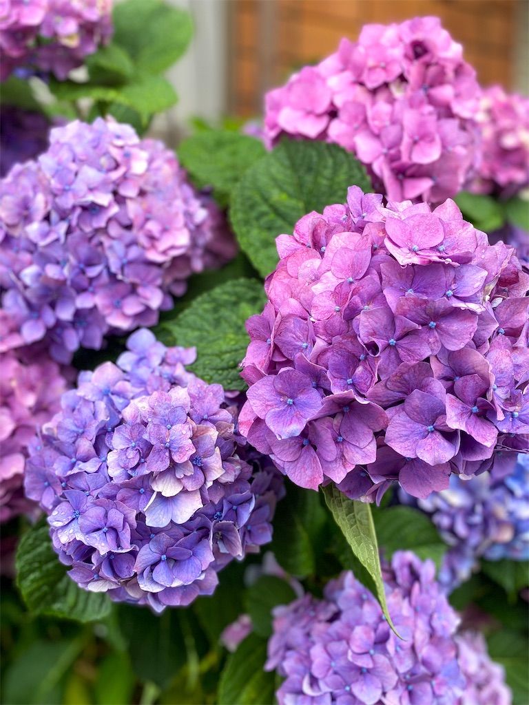 f:id:kisskillme:20250610143738j:image f:id:kisskillme:20250610143738j:image