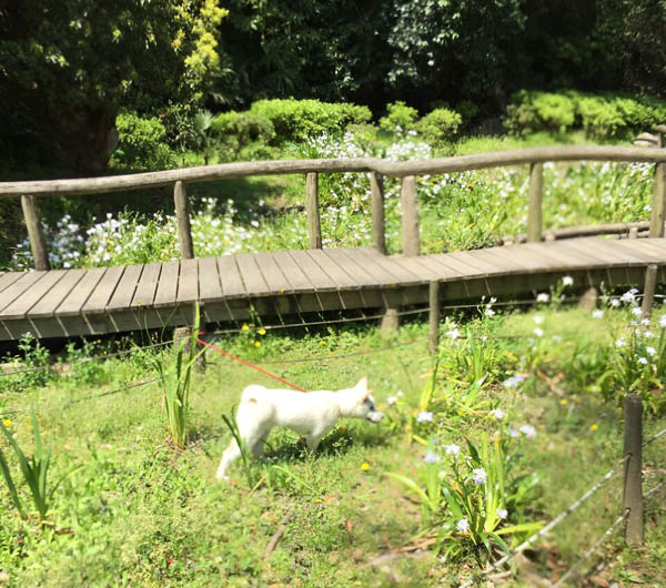 f:id:kisyu-inu:20170415200029j:plain f:id:kisyu-inu:20170415200029j:plain