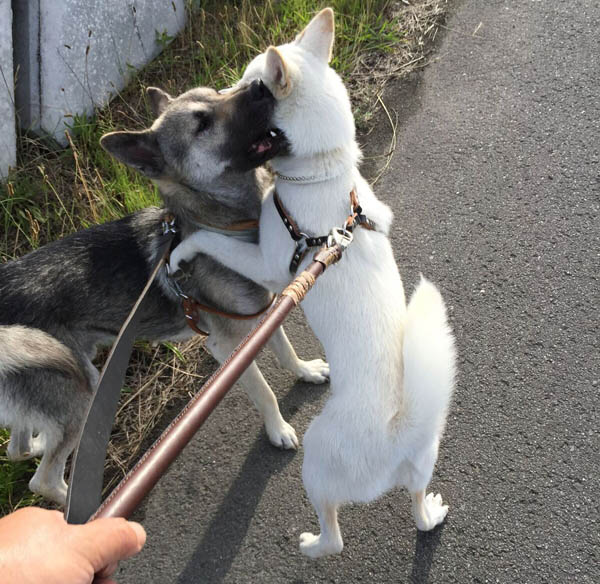 f:id:kisyu-inu:20170704161736j:plain f:id:kisyu-inu:20170704161736j:plain