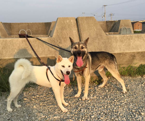 散歩15頭引きにみる紀州犬の目指すべき方向 紀州犬 南方熊楠と白蓮 散歩15頭引きにみる紀州犬の目指すべき方向 紀州犬 南方熊楠と白蓮