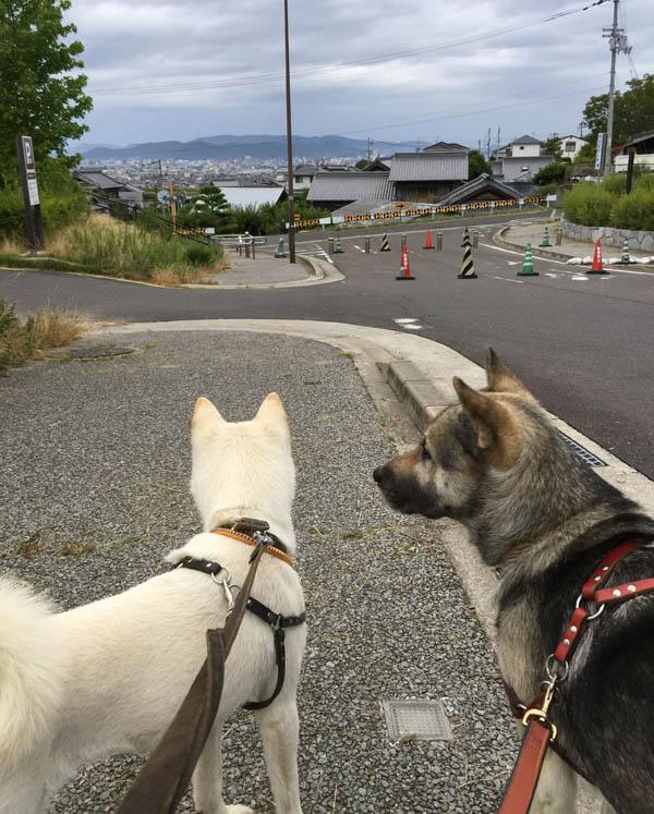 f:id:kisyu-inu:20190715211918j:plain f:id:kisyu-inu:20190715211918j:plain