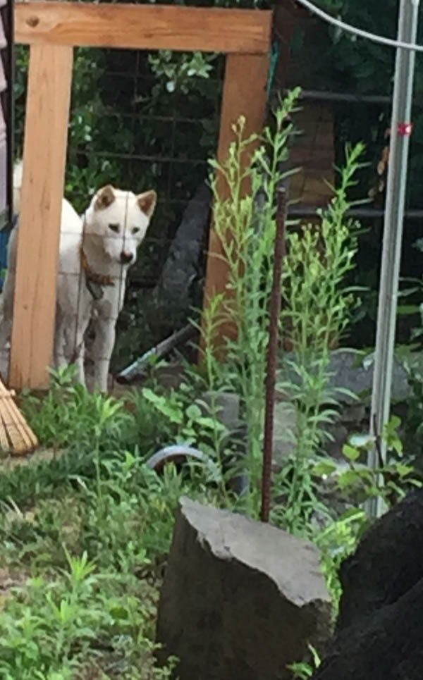 f:id:kisyu-inu:20190816184806j:plain f:id:kisyu-inu:20190816184806j:plain