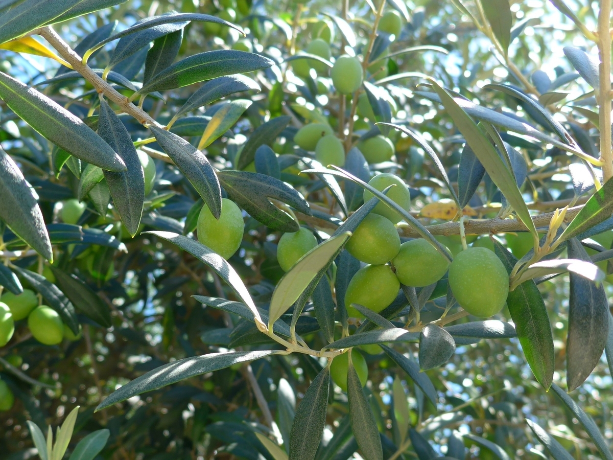oliveの実が順調に育っています。 - 北淡路オリーヴ園Arayaの日記