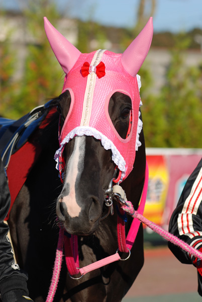 f:id:kitagawa-stable:20101114032502j:image f:id:kitagawa-stable:20101114032502j:image