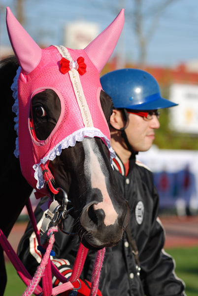 f:id:kitagawa-stable:20101114035111j:image f:id:kitagawa-stable:20101114035111j:image