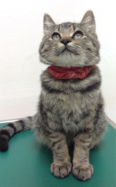 f:id:kitagawaanimals:20141115155714j:plain f:id:kitagawaanimals:20141115155714j:plain