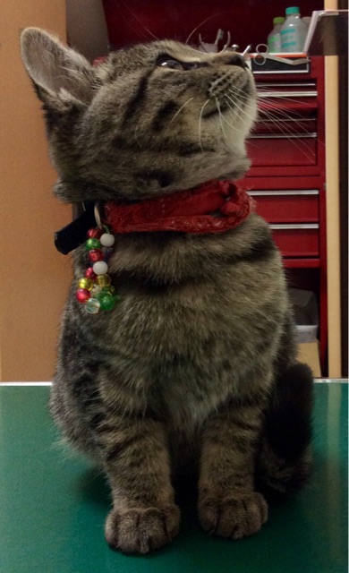 f:id:kitagawaanimals:20141115155727j:plain f:id:kitagawaanimals:20141115155727j:plain