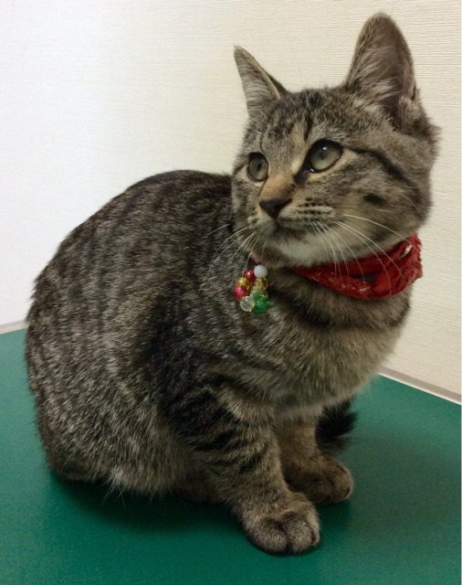 f:id:kitagawaanimals:20141115155739j:plain f:id:kitagawaanimals:20141115155739j:plain