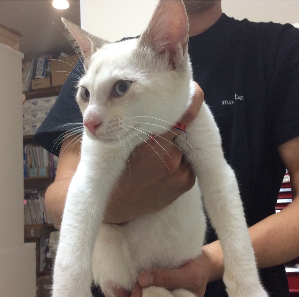 f:id:kitagawaanimals:20150915103226j:image f:id:kitagawaanimals:20150915103226j:image