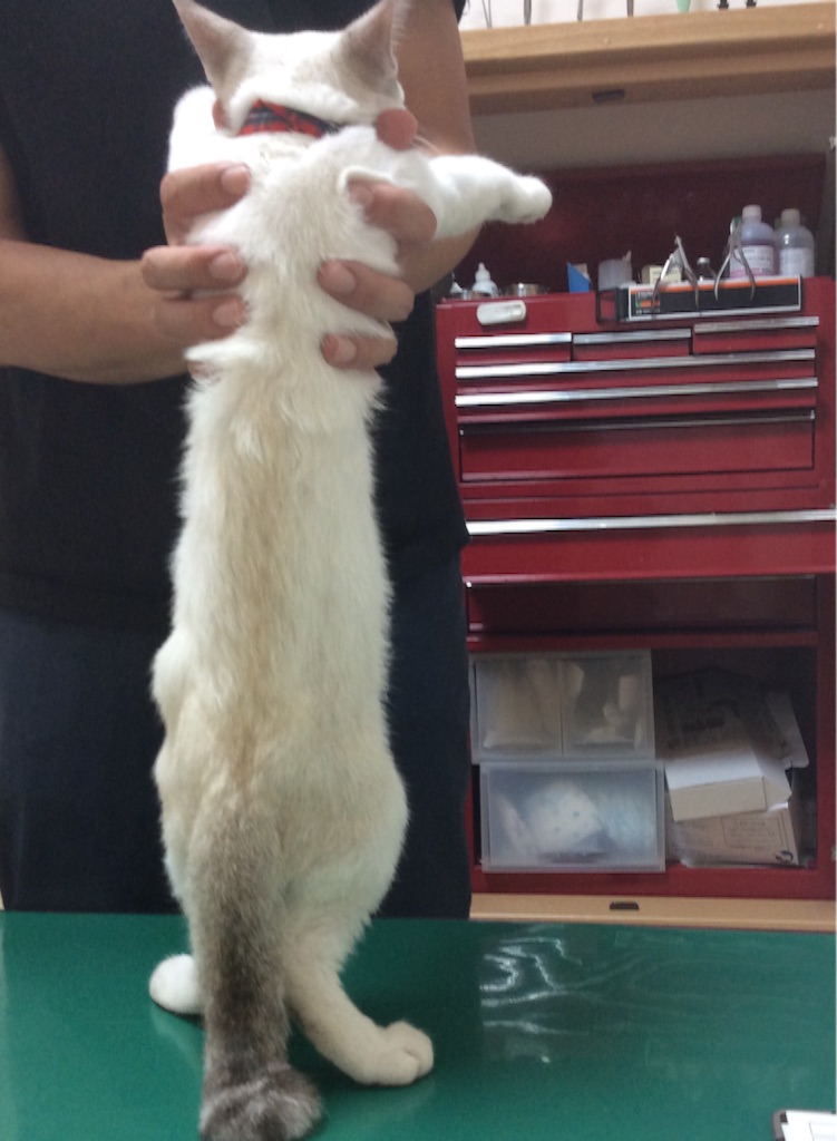 f:id:kitagawaanimals:20150915103241j:image f:id:kitagawaanimals:20150915103241j:image