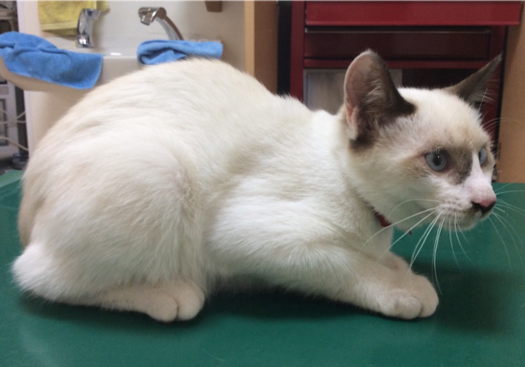 f:id:kitagawaanimals:20150915103318j:image f:id:kitagawaanimals:20150915103318j:image