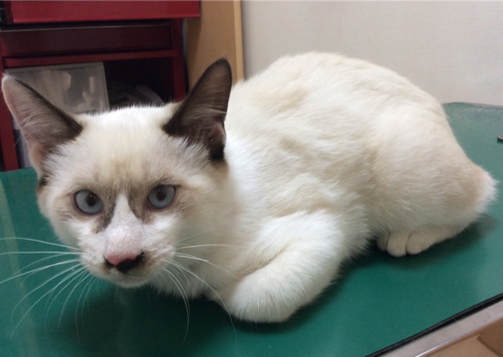 f:id:kitagawaanimals:20150915103410j:image f:id:kitagawaanimals:20150915103410j:image
