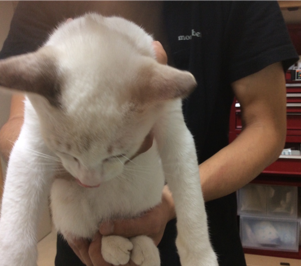 f:id:kitagawaanimals:20150915103446j:image f:id:kitagawaanimals:20150915103446j:image