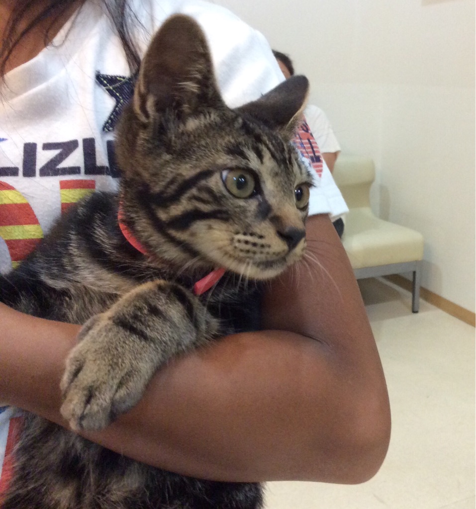 f:id:kitagawaanimals:20160819101555j:image f:id:kitagawaanimals:20160819101555j:image