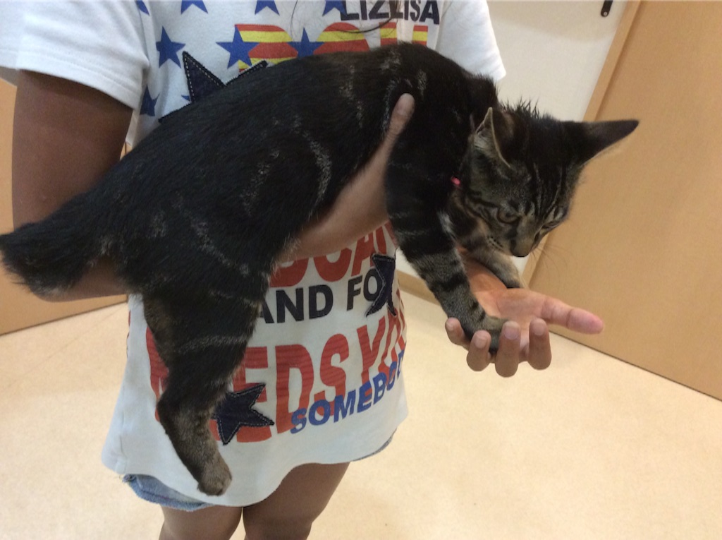 f:id:kitagawaanimals:20160819101603j:image f:id:kitagawaanimals:20160819101603j:image