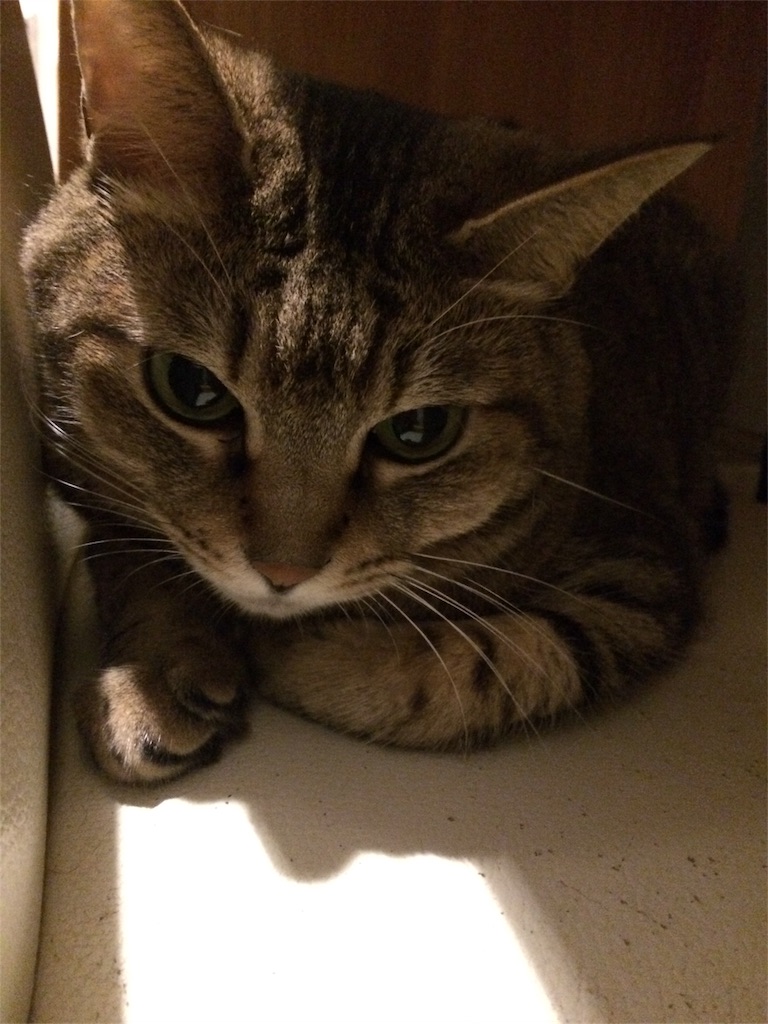 f:id:kitagawaanimals:20160920224131j:image f:id:kitagawaanimals:20160920224131j:image
