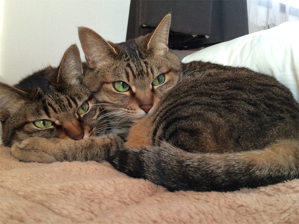 f:id:kitagawaanimals:20170328102256j:image f:id:kitagawaanimals:20170328102256j:image