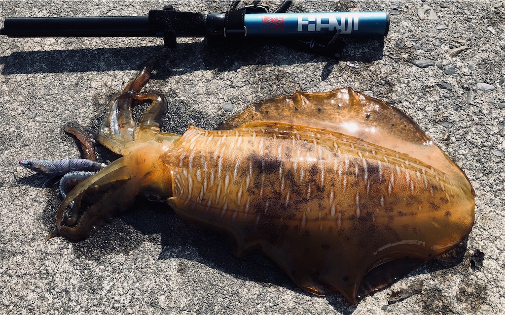 f:id:kitagawaanimals:20190527103924j:image f:id:kitagawaanimals:20190527103924j:image