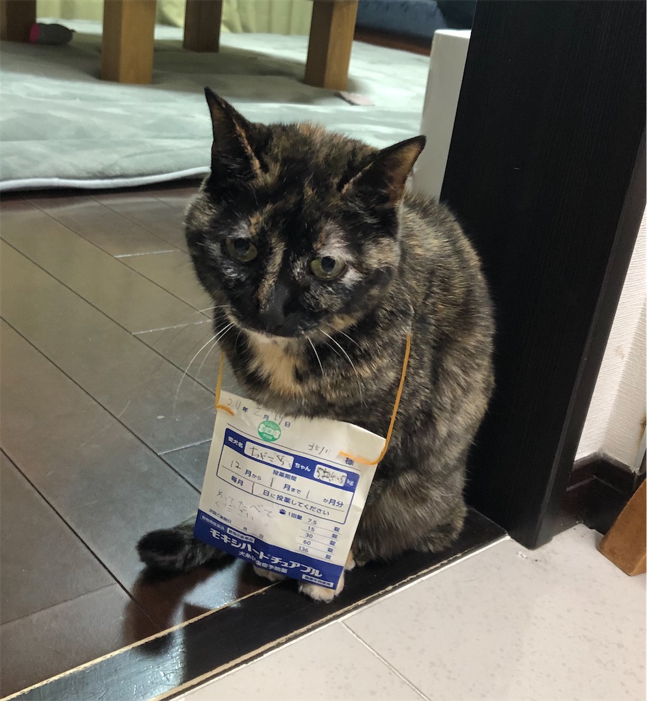 f:id:kitagawaanimals:20201219185629j:image