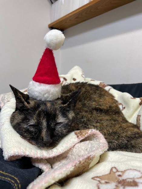 f:id:kitagawaanimals:20211225185603j:plain