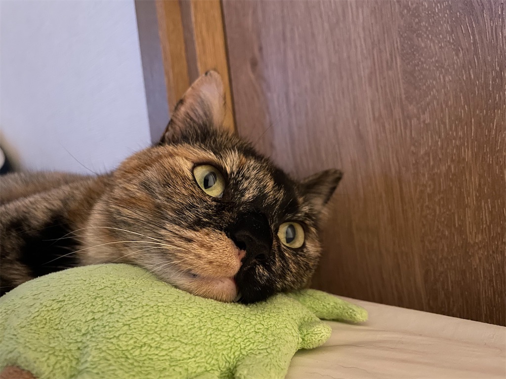 f:id:kitagawaanimals:20250707150419j:image