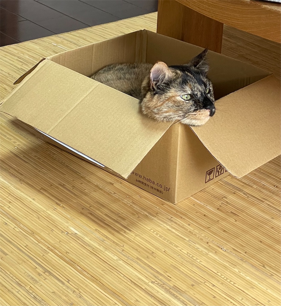 f:id:kitagawaanimals:20250816100004j:image