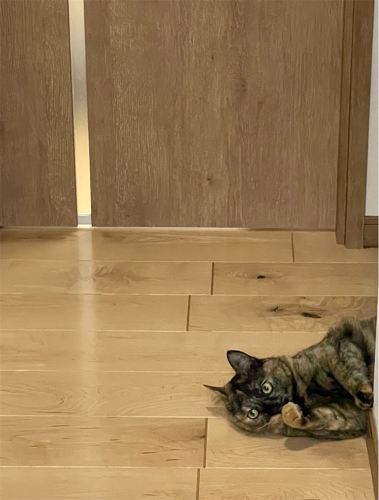 f:id:kitagawaanimals:20260725100609j:image